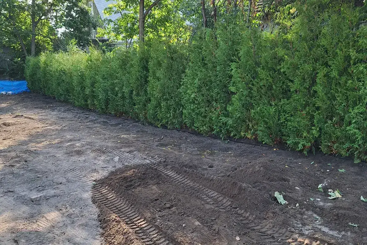 Haie de cèdres fraîchement plantée