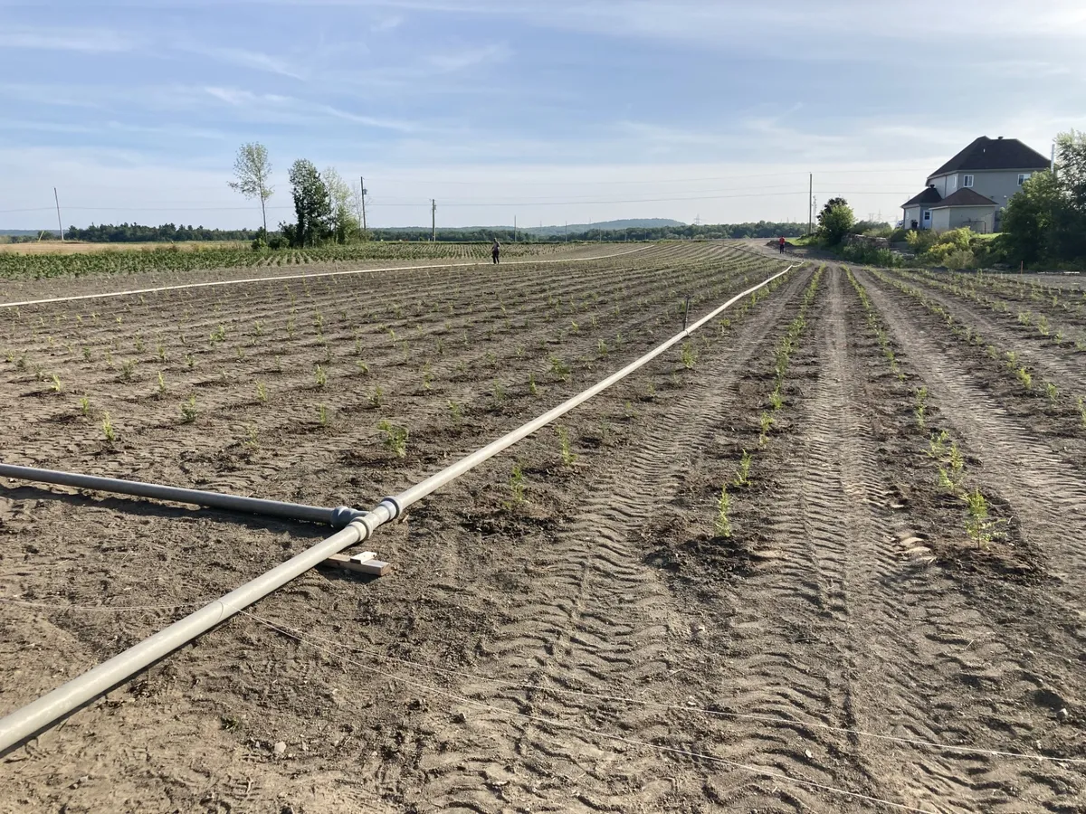 L'arrosage des cèdres : guide complet
