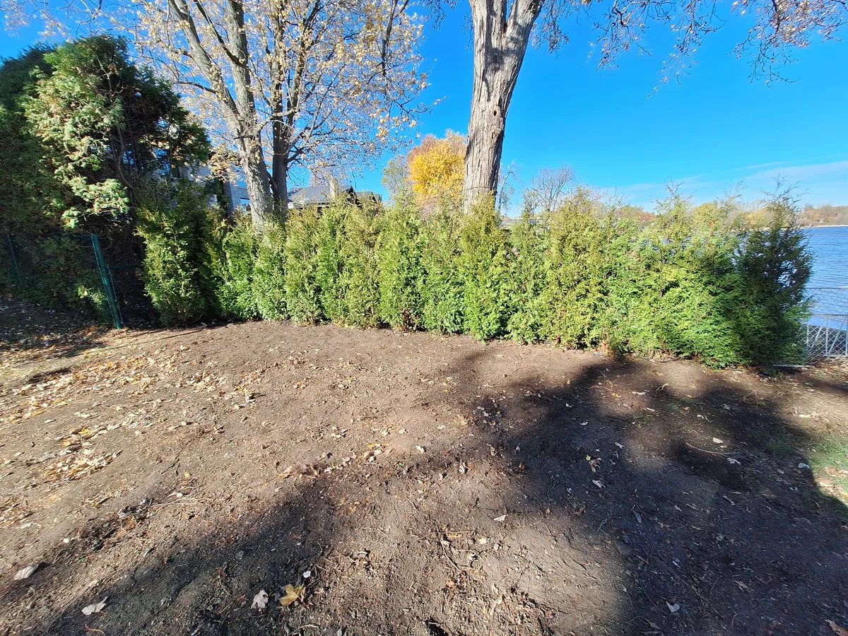 Pourquoi mes cèdres brunissent