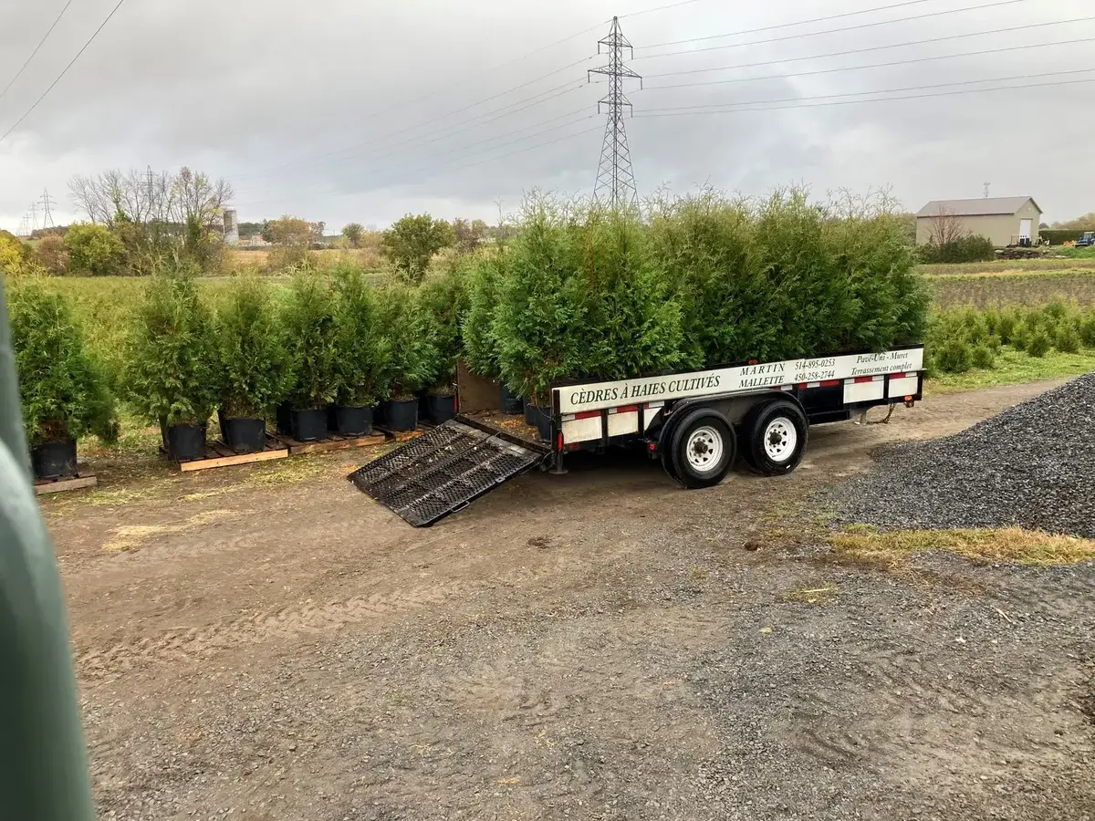 Livraison de cèdres Martin Mallette