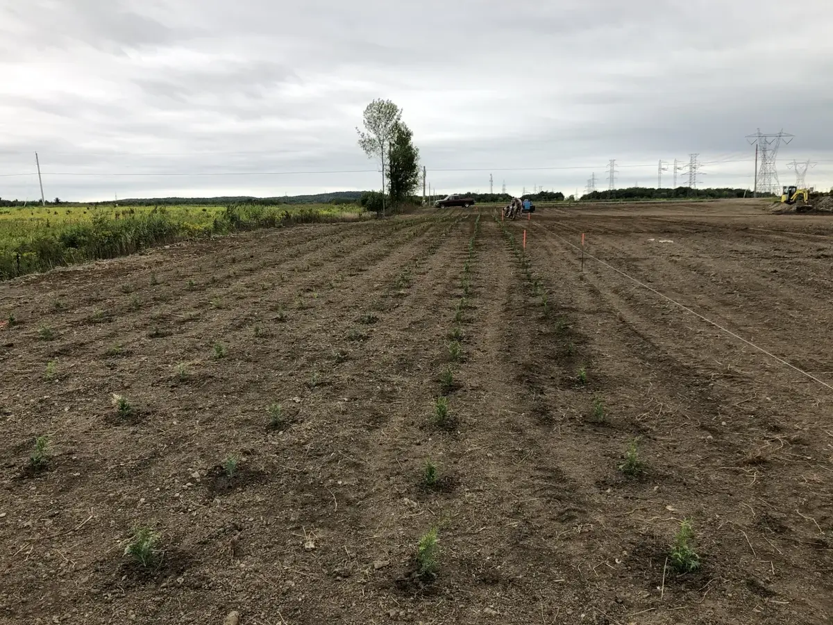 Semis de cèdres en pépinière