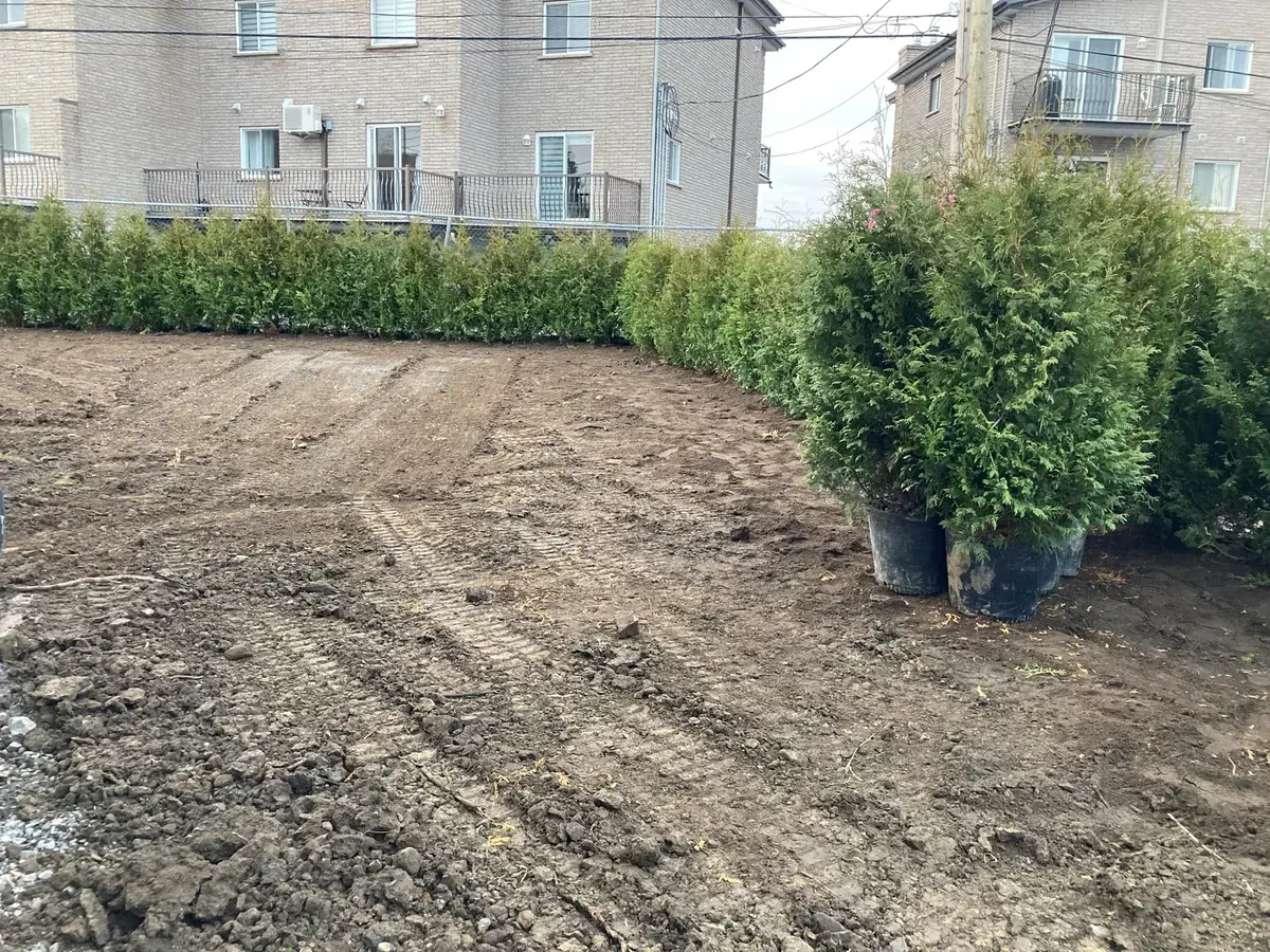 Comment tailler une haie de cèdres