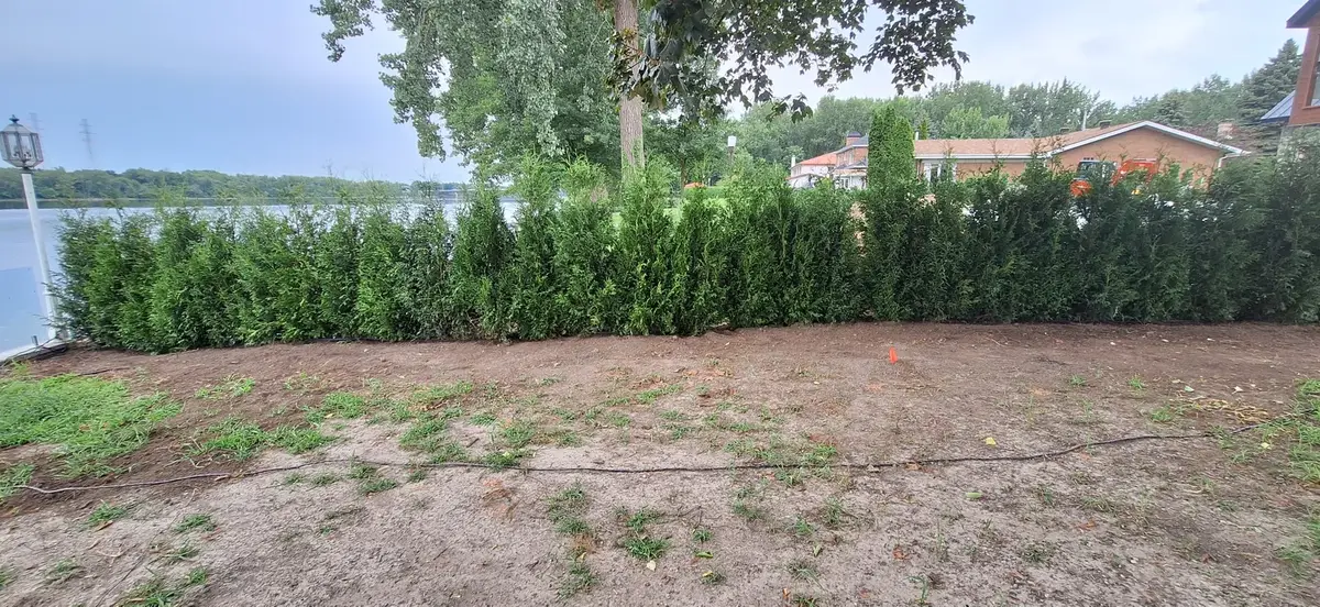 Haie de cèdres au bord du lac