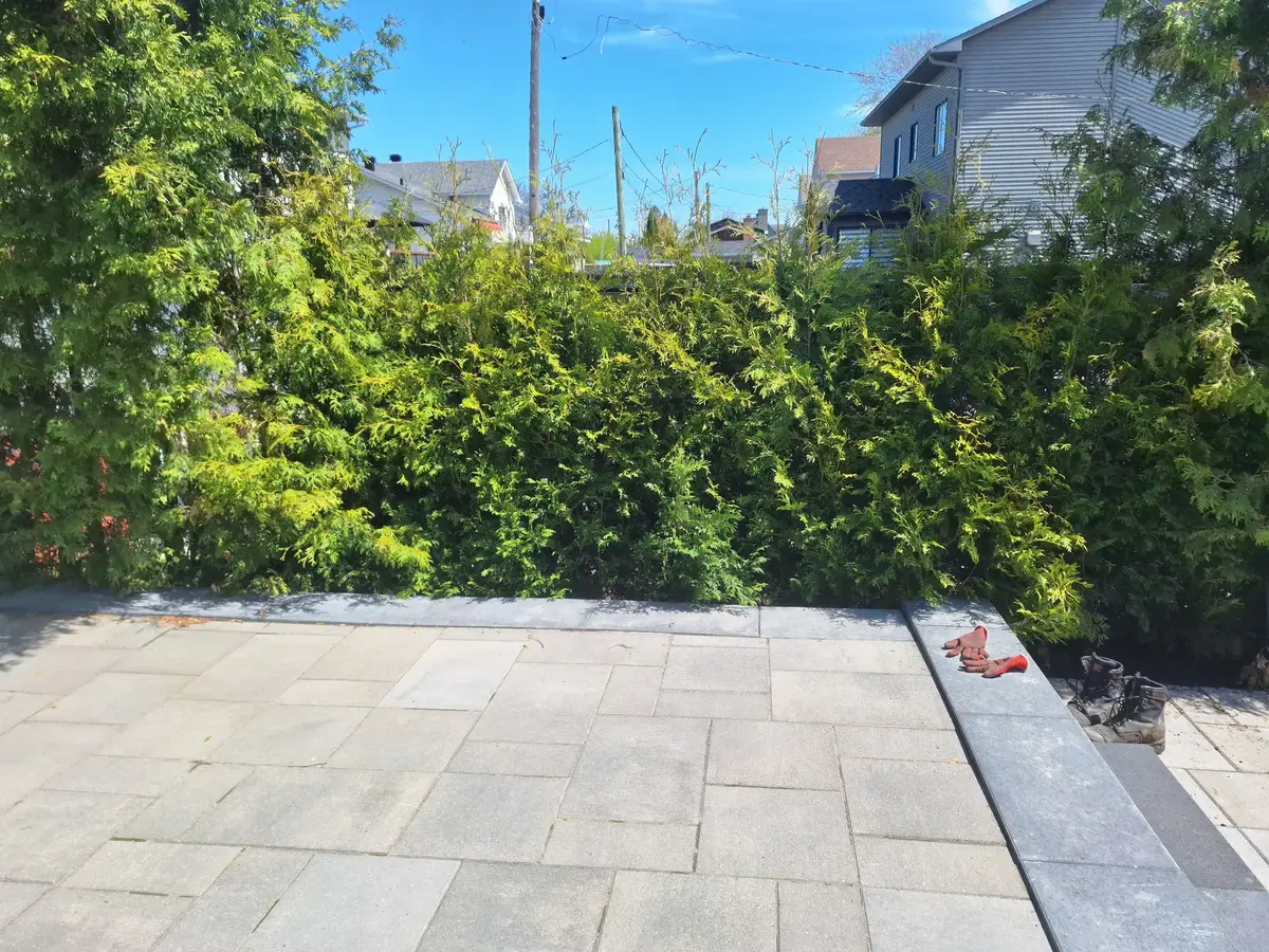Haie de cèdres mature avec patio
