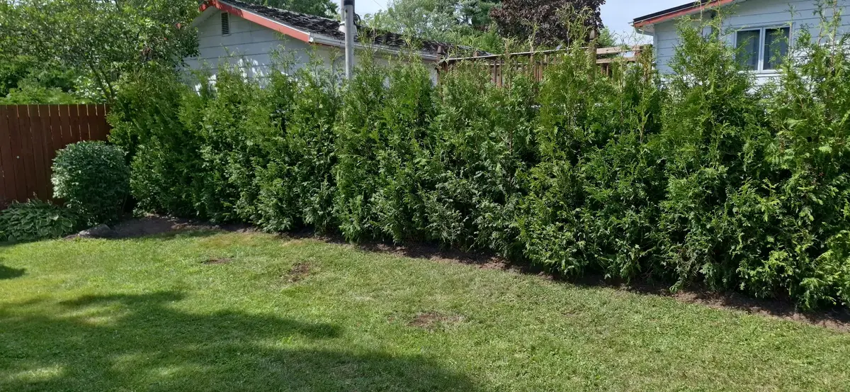 Haie de cèdres dense — résidentiel