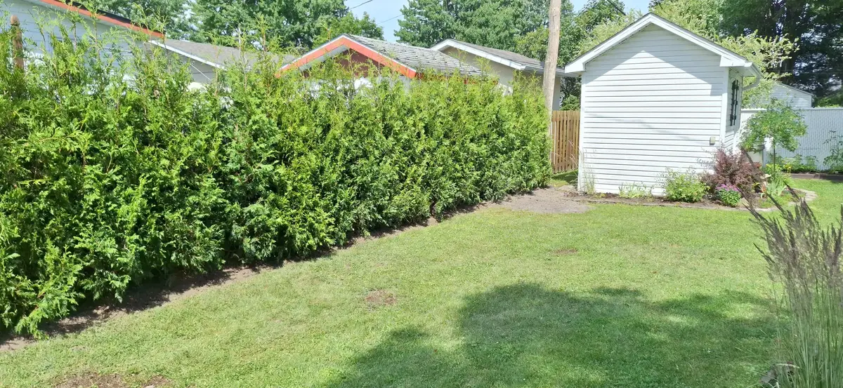 Haie de cèdres pleine longueur