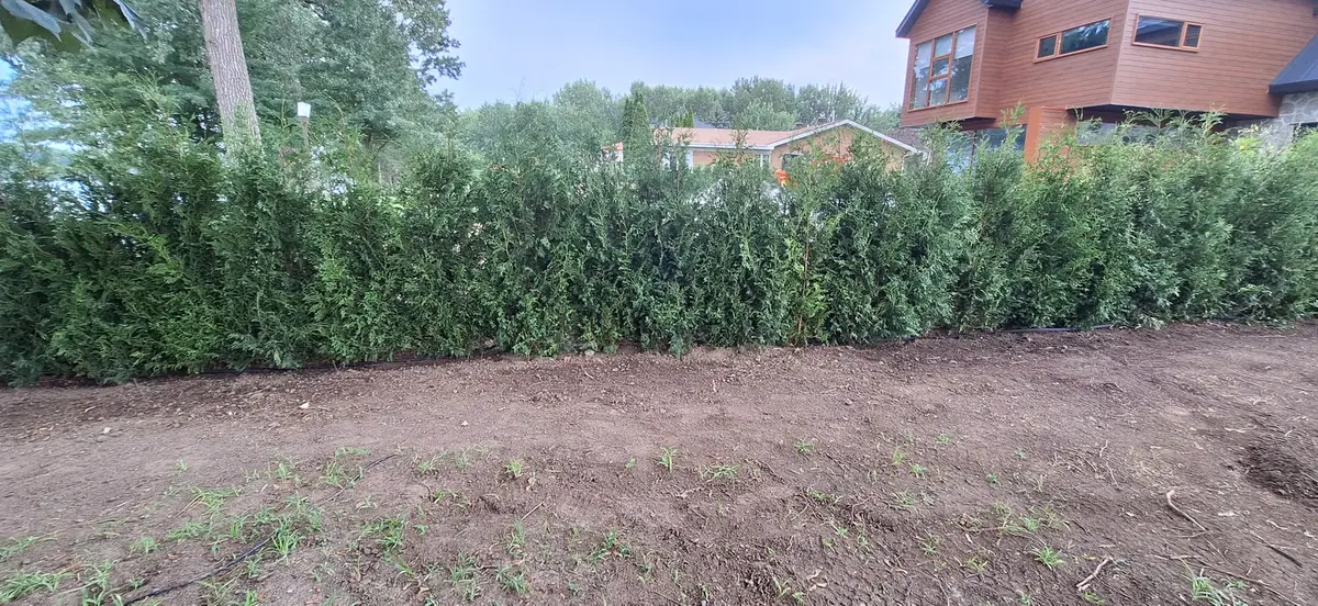Haie de cèdres avec maison moderne