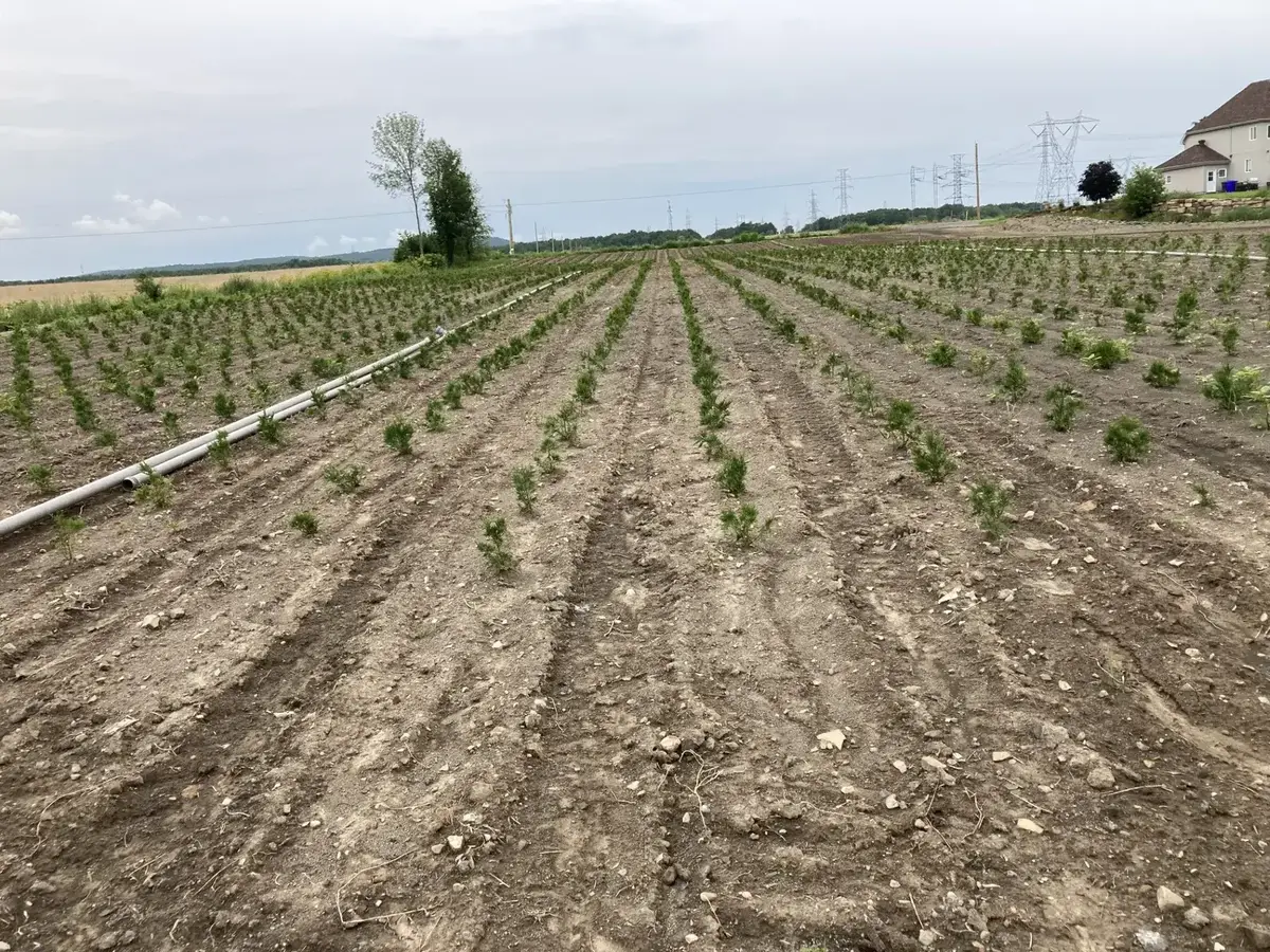 Champ de cèdres à Mirabel